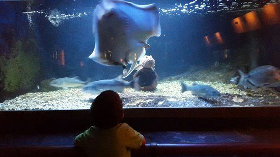 Musee Aquarium d'Arcachon